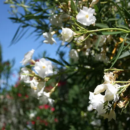 Catullo مالتشيزينيه
