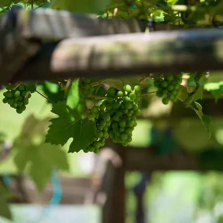 Catullo 3* Malcesine